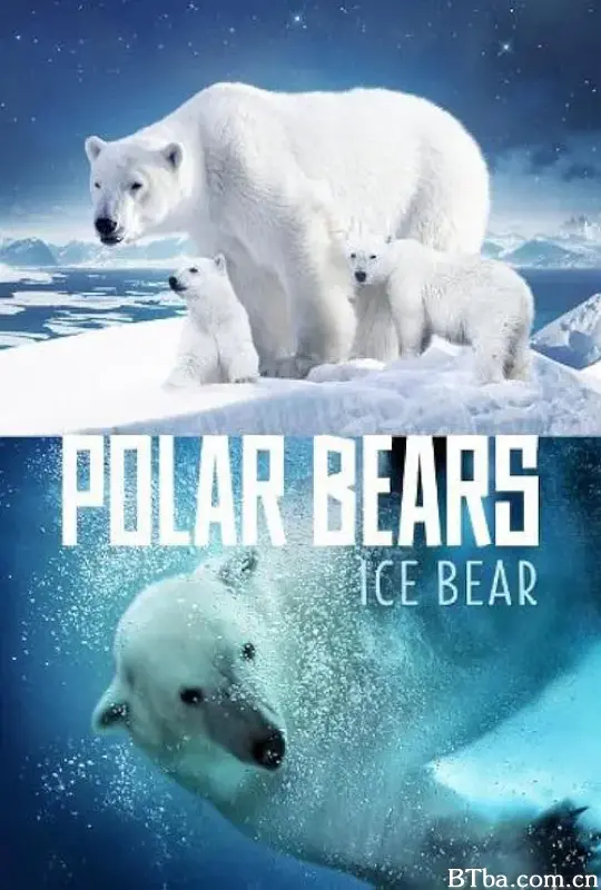 北极熊：冰熊/Polar Bears: Ice Bear
