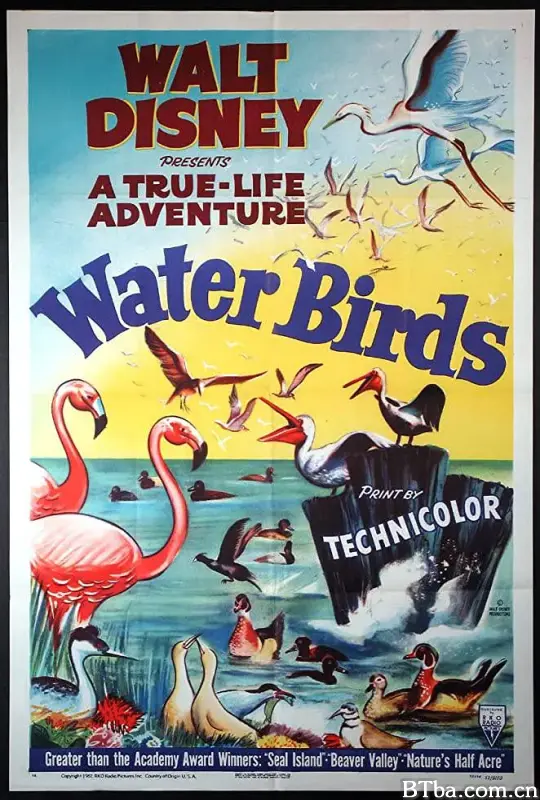 水鸟/Water Birds