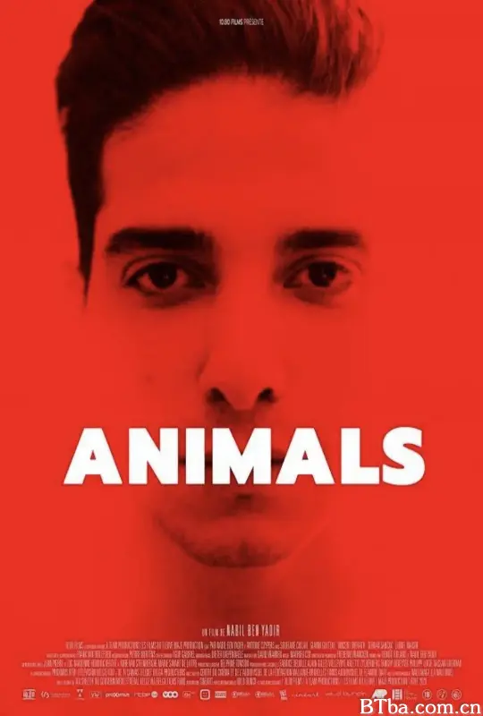 动物/Animals