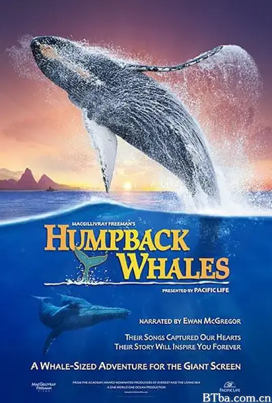 座头鲸/Humpback Whales