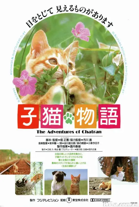 小猫的故事/子猫物語